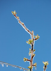 Fruit tree covered with freezers in spring