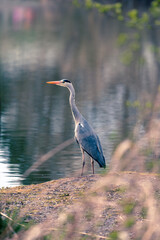 ein Reiher steht am Ufer eines Sees