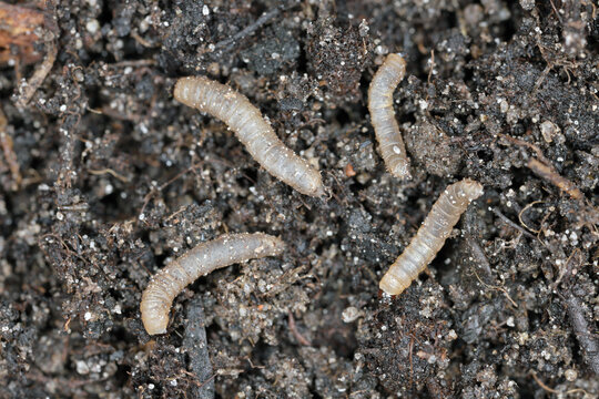 Larvae of fly from the family Bibionidae called March flies and lovebugs on soil. This insects live in soil and damaged plant roots.