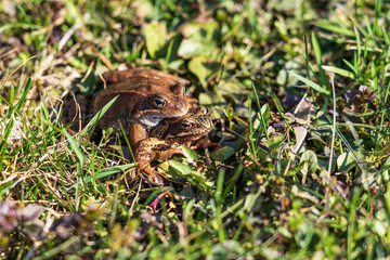 Two frogs on top of each other..