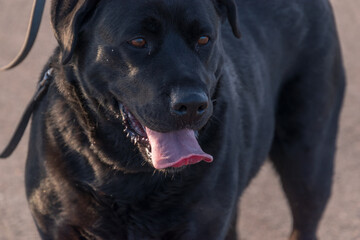 Obraz premium A black dog with a hanged tongue. Labrador..