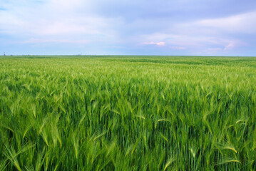 green wheat field