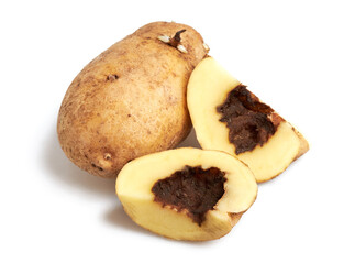 Blackleg of potato. Disease is caused by Pectobacterium bacteria or it is also called Dickeya...