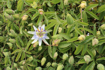 blooming wild plant in brittany (france)