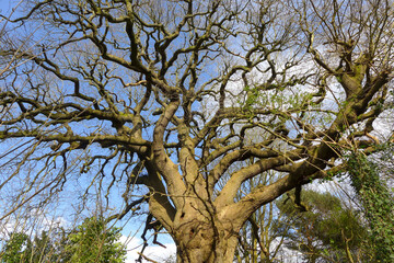 Centennial oak in the public park without leaves in spring