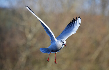 seagull in flight