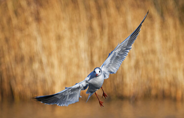 seagull in flight