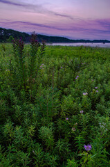 636-81 Ironweed Sunrise, Springbrook