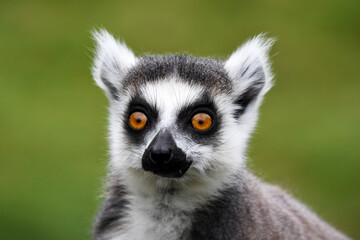 Fototapeta premium ring lemur funny expression