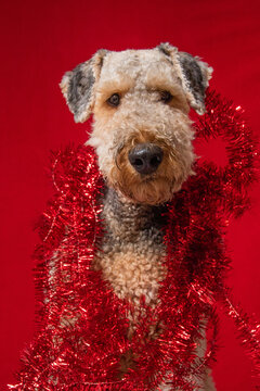 Portrait of an Airedale Terrier wrapped in red tinsel