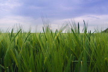 green wheat field