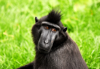 close up of a baboon