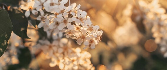 Beautiful bird cherry tree in blossom in sunlight. White little flowers. Spring blooming floral background. Selective focus. Banner.	