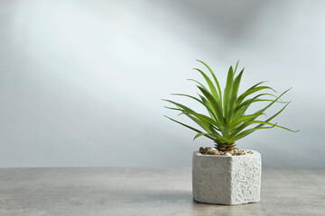 Minimalist background with houseplant in a concrete pot. Side view on gray marble against a white wall. Copy space.