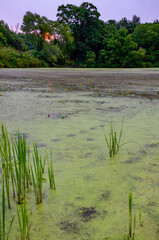 637-01 Duckweed Sunrise