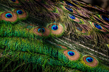 Peacock feather close up. Male Indian peafowl. Metallic blue and green plumage. Quill feathers. Natural pattern with eyespots.