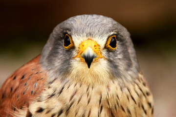 bird of prey close up