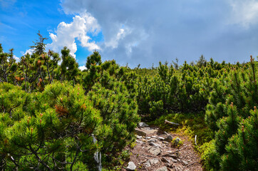 Fototapeta na wymiar Carpathian mountains above the pine tree in foreground. Fresh pines with Gorgany ridge, Ukraine 