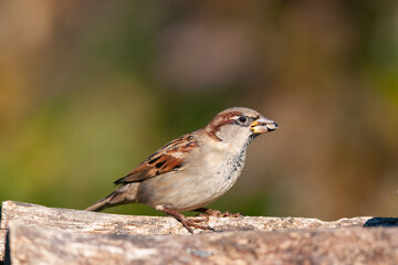Obraz na płótnie Canvas House Sparrow Passer domesticus in the wild