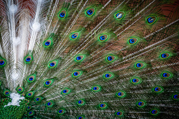 Obraz premium Peacock feather close up. Male Indian peafowl. Metallic blue and green plumage. Quill feathers. Natural pattern with eyespots.