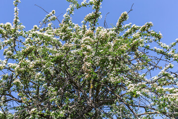 profusely blooming apple tree against the background of the spring blue sky