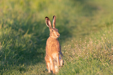 The European hare stands on the ground. Lepus europaeus