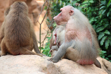 hamadryas baboons in a zoo in singapore 