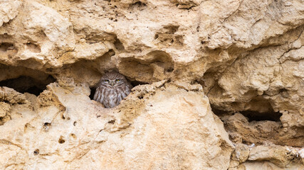 Little owl Athene noctua in a cave