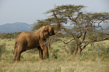Fototapeta na wymiar Bull elephant feeding on acacia tree, Samburu Game Reserve, Kenya