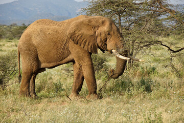 Naklejka na ściany i meble Bull elephant feeding on acacia tree, Samburu Game Reserve, Kenya