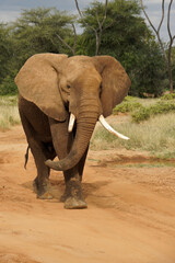 Fototapeta na wymiar Bull elephant walking on dirt road in Samburu Game Reserve, Kenya
