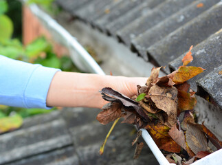 Roof gutter cleaning and maintenance. Cleaning a roof gutter with hands, removing dry leaves out of a clogged rain gutter.