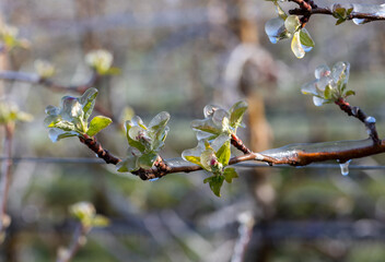 Fruit tree covered with ice in spring