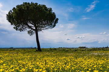 Panorama con un prato di fiori gialli e il cielo azzurro e con un albero sullo sfondo in primavera....