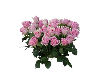 Bouquet of pink roses closeup isolated