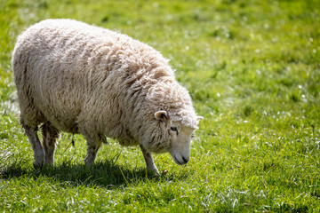 Close up of a Romney Sheep grazing on grass in a water meadow in Wiltshire, UK