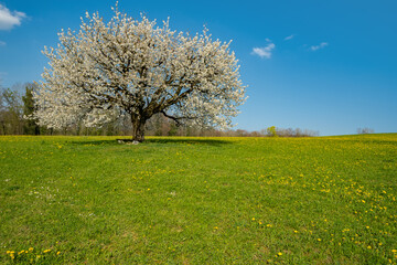 Blooming cherry tree in early spring on meadow on a background of blue sky. Bright spring day