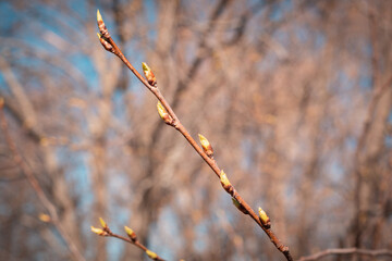 Swollen buds on tree branches in early spring.