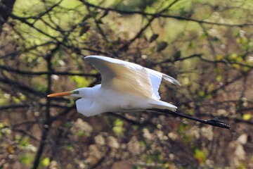 grande aigrette en vol