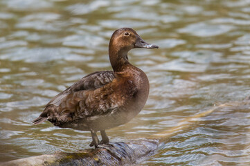 Duck on the lake shore in the spring-time season