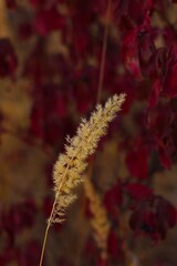 close up of a plant