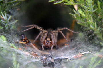 The spider's mother guards at the entrance to the nest