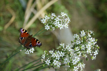 Peacock butterfly (Aglais io) basking in the sun on tiny white flowers