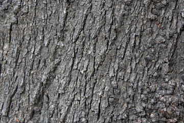 close up of a pine tree trunk
