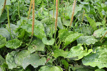 In nature, the plantain (Plantago cornutii) is growing © orestligetka