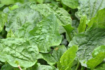In nature, the plantain (Plantago cornutii) is growing