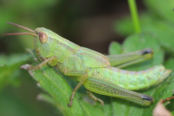 criquet des pâtures