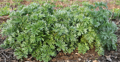 Bitter wormwood (Artemisia absinthium) bush grows in nature
