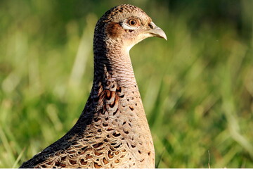 portrait de poule faisane