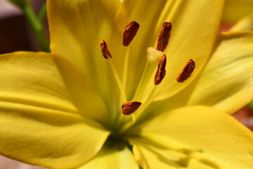 Lili, exótica flor amarilla mexicana rica en polen.